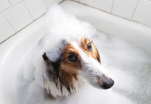 Мытье животных в акриловой ванне